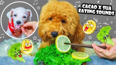 ASMR CACAO X SUA | EATING CAKE X BEEF | DOGS EATING SOUNDS | LINH ASMR