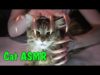 ASMR CAT triggers tingles for sleep & long nails