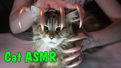 ASMR CAT triggers tingles for sleep & long nails
