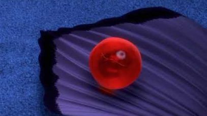 Finding Nemo/ Nemo Egg (1 hour loop)