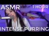 |ASMR| Intense Purring to Help You Fall Asleep ?  (1 Hour)