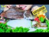 ASMR EATING CUTTLEFISH COMPILATION , EATING SOUNDS | LINH-ASMR