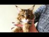 Kiss me more cat Vasilisa ASMR Cat & Long Nails