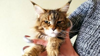 Kiss me more cat Vasilisa ASMR Cat & Long Nails