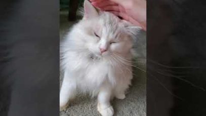 ASMR | Fluffy kitten relaxation ? Soft spoken/whispering #Shorts