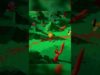 This new game is an ASMR HAVEN ? ASMR #Shorts