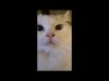 My cat tries ASMR ? Binaural purring & brushing | #Shorts