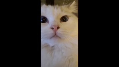 My cat tries ASMR ? Binaural purring & brushing | #Shorts