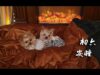 【初六】安睡