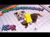 ASMR | I’ve been waiting for a game like this! ? Animal Shelter Simulator ? Close up whispers
