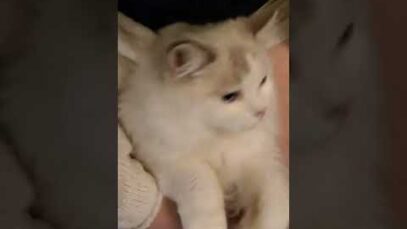 The time my cat interrupted my ASMR video 😂 #shorts