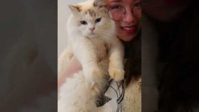 1 minute of my cat adorably interrupting my videos 🐱 #ASMR #shorts