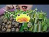 ASMR APPLE SNAIL X APPLE SNAIL SAUSAGE IN BAMBOO SHOOT , EATING SOUNDS | LINH-ASMR
