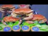 ASMR NORWEGIAN BROWN CRAB EATING SOUNDS | LINH-ASMR