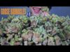 ASMR EATING GOOSE BARNACLES , EATING SOUNDS | LINH-ASMR