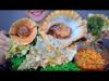 ASMR SEA APPLE SNAIL ( tutufa rubeta)  EATING SOUNDS | LINH-ASMR