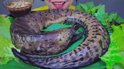 ASMR HUGE Marbled Eel , EATING SOUNDS | LINH-ASMR